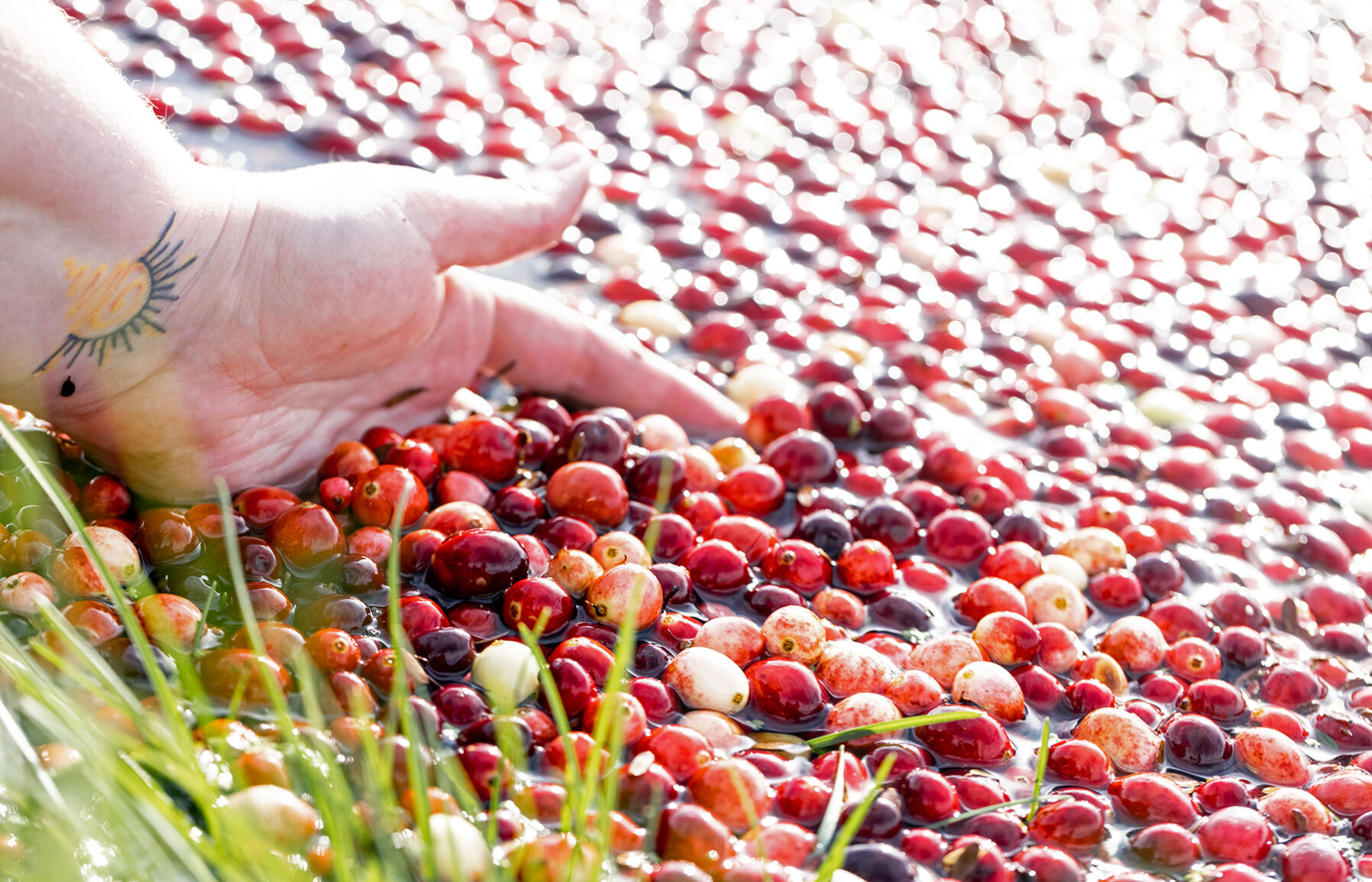 Cranberries in bog